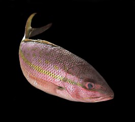 Image showing yellowtail snapper