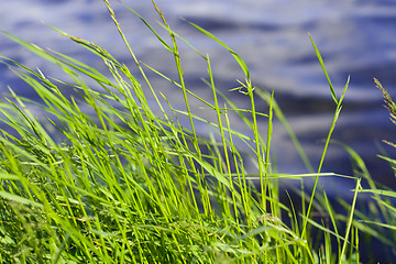 Image showing green grass