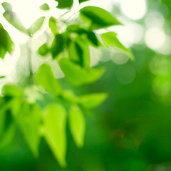 Image showing green leaves