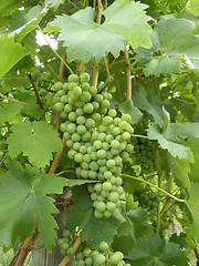 Image showing Green grapes