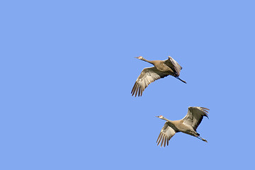 Image showing two cranes