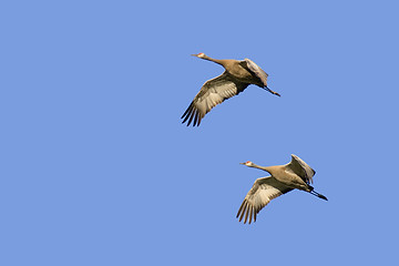 Image showing two cranes