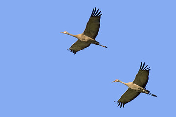 Image showing two cranes