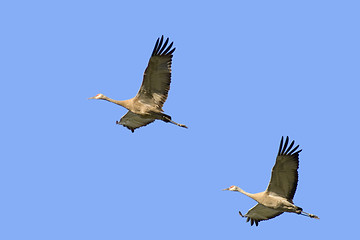 Image showing two cranes