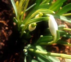 Image showing Snowdrop stylish image