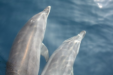 Image showing two dolphins