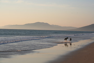 Image showing dogs running on the beach
