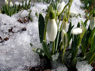 Image showing Spring comes