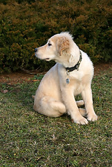Image showing Golden Retriever Puppy Watching