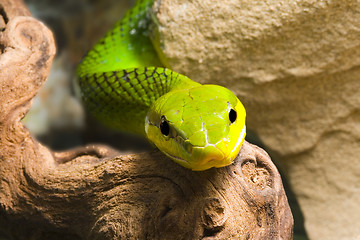 Image showing Red Tailed Racer