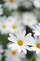 Image showing Summer flowers