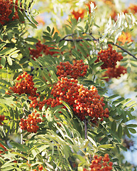 Image showing Rowan berries