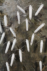 Image showing Bird-cherry ermine moths