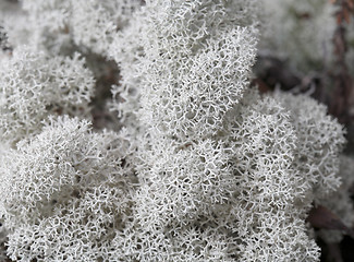 Image showing Northern Reindeer Lichen