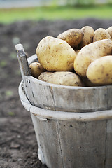 Image showing Potatoes