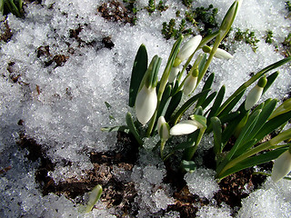 Image showing Snowdrop, first spring flower