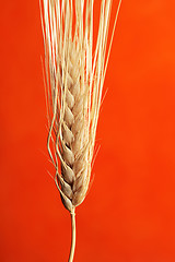 Image showing Barley