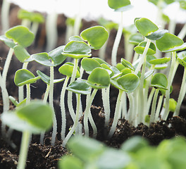 Image showing Seedlings