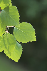 Image showing Birch