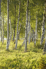 Image showing Birches