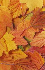 Image showing Autumn leaf background