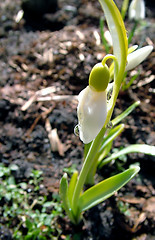 Image showing On snowdrop water drop