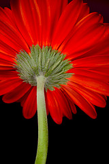 Image showing red gerbera