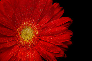 Image showing red gerbera