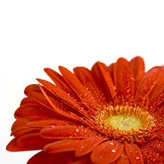 Image showing red gerbera