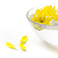 Image showing yellow flowers 