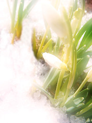 Image showing Snowdrop for background