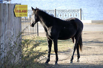 Image showing Black Horse 