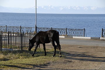 Image showing Horse - Bajkal lake