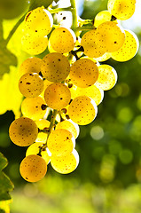 Image showing Yellow grapes