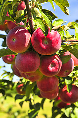 Image showing Apples on tree