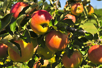 Image showing Apples on tree