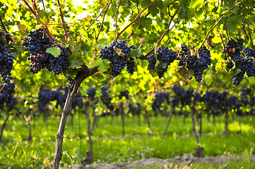 Image showing Purple grapes