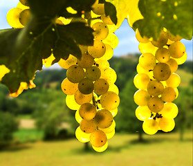 Image showing Yellow grapes