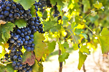 Image showing Purple grapes