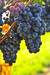 Image showing Purple grapes