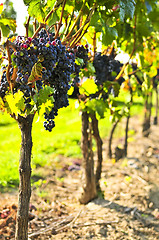 Image showing Purple grapes