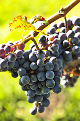 Image showing Purple grapes