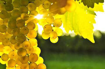 Image showing Yellow grapes