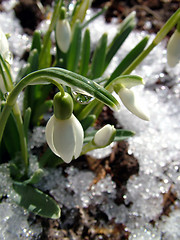 Image showing Snowdrop whit watter drop, focus in drop