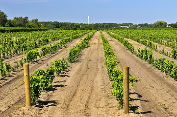 Image showing Vineyard