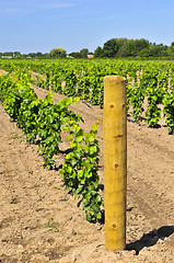 Image showing Vineyard