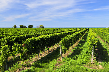 Image showing Vineyard