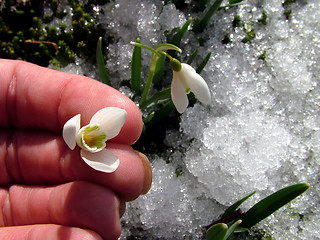 Image showing Snowdrop in hand