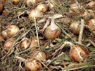 Image showing onions