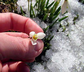 Image showing First flower in sprint take in hand